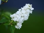 WHITE LILACS