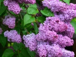 LILAC FLOWERS