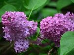 PRETTY LILAC FLOWERS