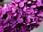 PURPLE LILACS