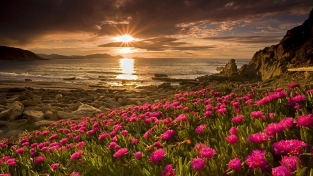 flowers on a rocky beach at sunset - stone, sky, beach, sunset, shore, rocks, nature, flowers, sea