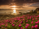 flowers on a rocky beach at sunset