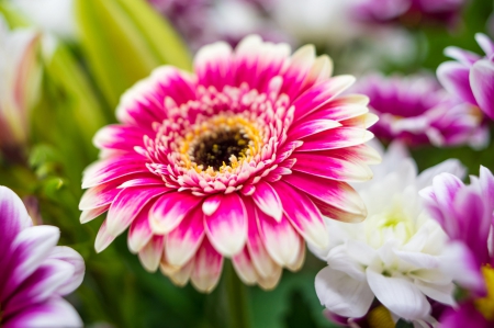 Beautiful Flower - flowers, hot pink, nature, beautiful