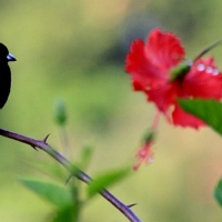 LITTLE BIRD WITH FLOWER