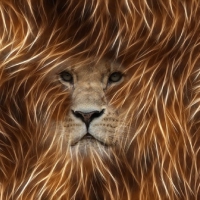 FRACTAL LION