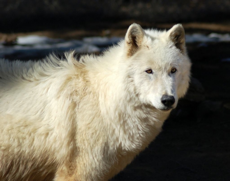 white wolf - brown, sunlight, warms, eyes