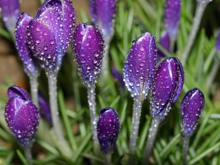 Purple drops - beauty, drop, purple, flower