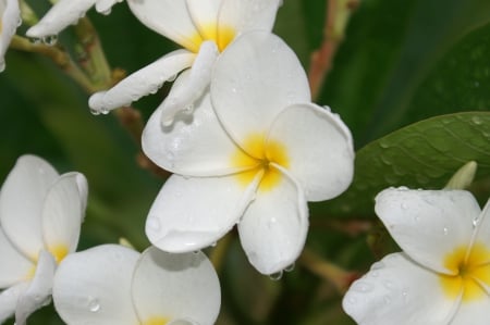 Frangipani - white, nature, flowers, frangipani