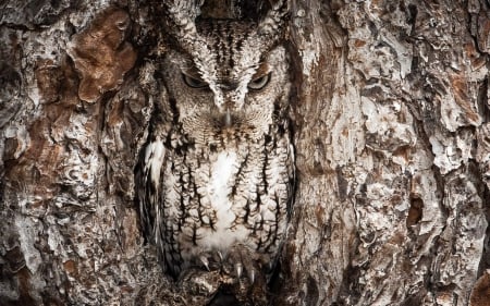 Owl - camouflage, olw, pretty, bird