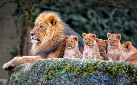 The King and the kids - male, lions, cubs, lion, king, pride