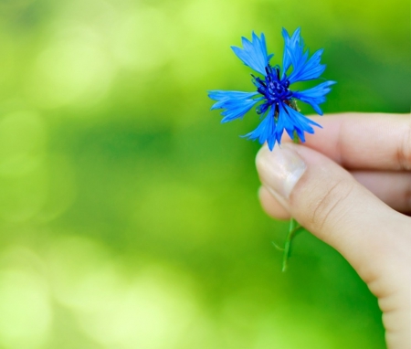 â™¥ - flower, nature, soft, blue