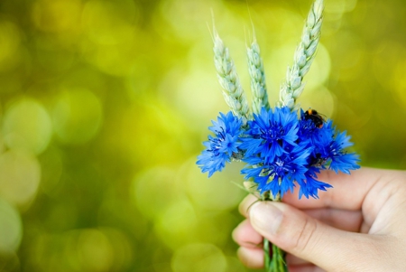 â™¥ - flowers, blue, photography, soft