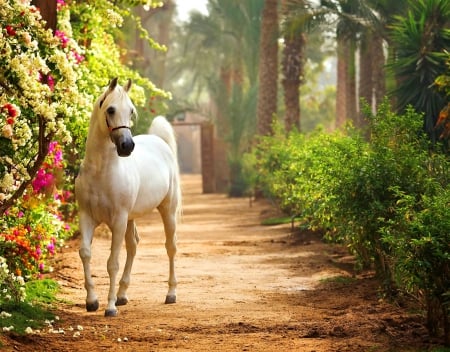 Walking in the garden - summer, beautiful, walk, alleys, horse, flowers, path, arabian, white, animal, garden, paradise