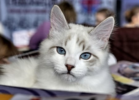 Cat - hat, pretty, cat face, beautiful, lovely, paws, cat, kitten, cute, cats, face, sleeping, animals, kitty