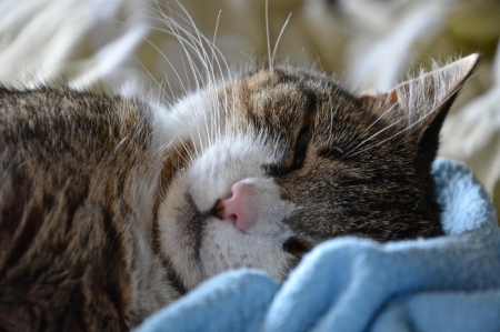 Cat - hat, pretty, cat face, beautiful, lovely, paws, cat, kitten, cute, cats, face, sleeping, animals, kitty