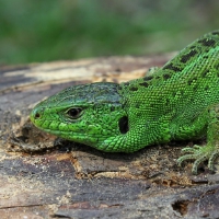 SAND LIZARD