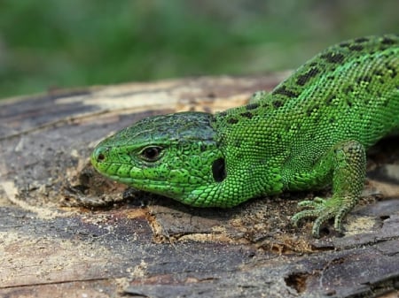 SAND LIZARD - green, lizard, sand, beautiful