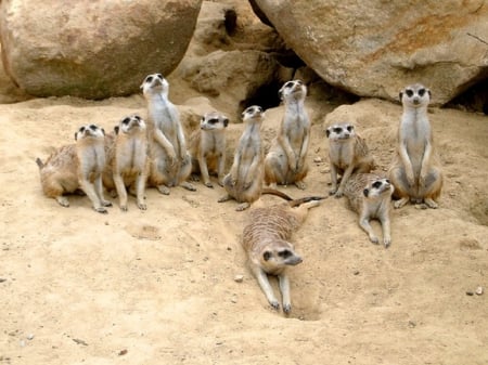 MEERKAT FAMILY - ANIMAL, CUTE, FAMILY, MEERKAT