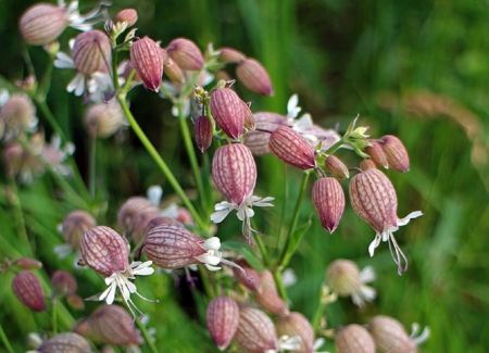 PRETTY FLOWERS - flowers, nature, pretty, plant