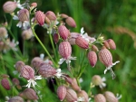 PRETTY FLOWERS