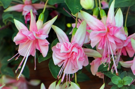 FUCHSIA FLOWERS - fuchsia, flowers, pretty, pink