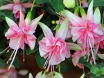 FUCHSIA FLOWERS