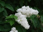 WHITE LILAC FLOWERS