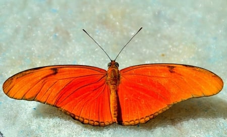 JULIA HELICONIAN BUTTERFLY - insect, orange, butterfly, pretty