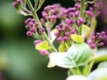 LILAC BUDS