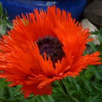 PRETTY POPPY