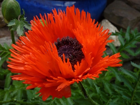 PRETTY POPPY - poppy, red, flower, pretty