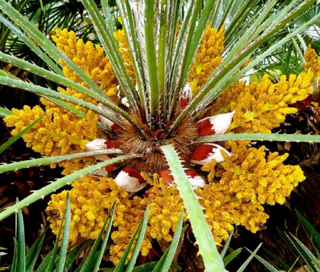 PALM FLOWERS - flowers, tree, palm, nature