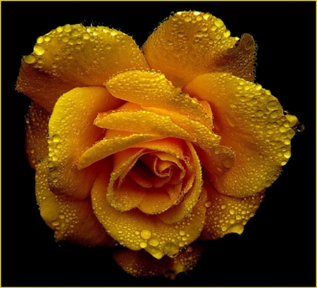 ROSE WITH WATER DROPLETS - water, droplets, yellow, rose