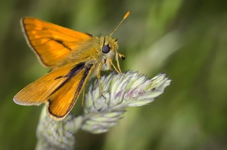 LITTLE MOTH - orange, flower, moth, little