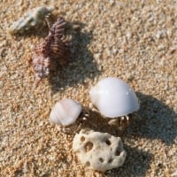 Hermit crab on the Sand beach