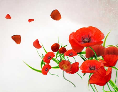 Red Poppy - Red, Flower, Poppy, Nature