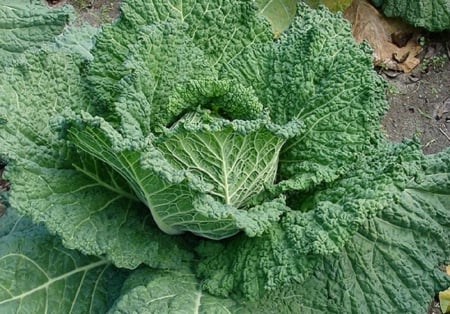 Savoy Cabbage - nature, savoy cabbage, garden, vegetable