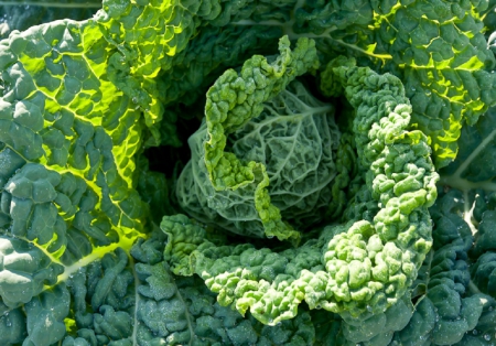 Savoy Cabbage - Garden, Savoy Cabbage, Nature, Vegetable