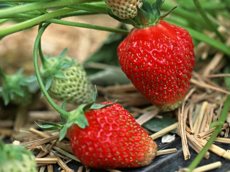 Strawberries - Garden, Fruit, Nature, Strawberry