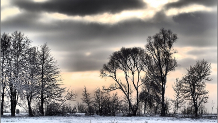 overcast winter day hdr - clouds, trees, winter, overcast, hdr, meadow