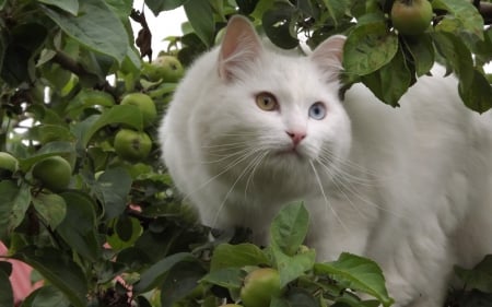 â™¥ - apple, white, animal, fruit, cat, tree, fluffy, green