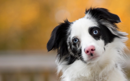 â™¥ - white, animal, pink, cute, black, australian shepherd, dog