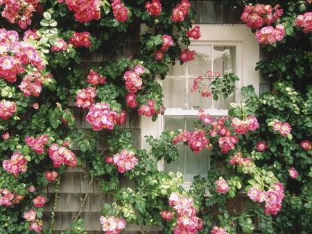 roses around a window - nature, garden, window, roses