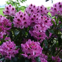 Beautiful Rhododendron