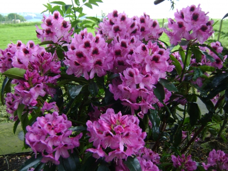 Beautiful Rhododendron - purple, rhododendron, flowers, pink