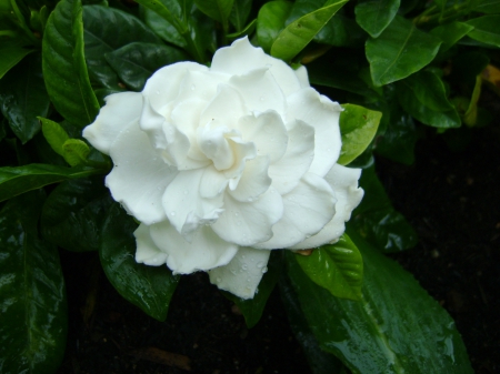 Gardenia - white, single, gardenia, flower