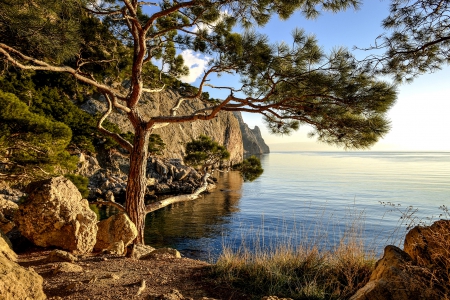 Rocky coastline - nature, ocean, coastline, tree, rocky