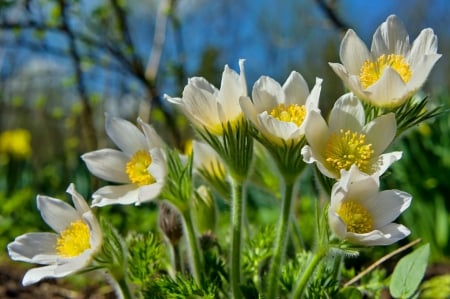 *** - nature, flowers, flower, spring