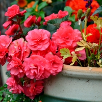 Beautiful Nature Basket