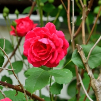 Red Macro Rose